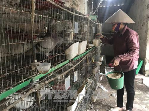 Chim bồ câu nuôi trong trang trại. Ảnh: TTXVN Chim bồ câu nuôi trong trang trại. Ảnh: TTXVN