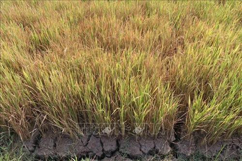 Đồng ruộng của người dân xã Ea Trul, huyện Krông Bông nứt nẻ do hạn hán khiến nhiều diện tích lúa bị chết. Ảnh: Tuấn Anh – TTXVN Đồng ruộng của người dân xã Ea Trul, huyện Krông Bông nứt nẻ do hạn hán khiến nhiều diện tích lúa bị chết. Ảnh: Tuấn Anh – TTXVN