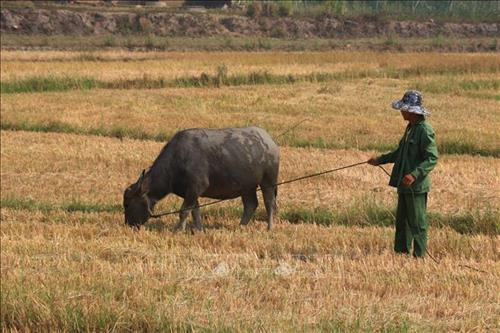 Nhiều diện tích lúa nước của người dân xã Ea Trul, huyện Krông Bông bị chết do thiếu nước người dân dùng làm thức ăn cho gia súc. Ảnh: Tuấn Anh – TTXVN Nhiều diện tích lúa nước của người dân xã Ea Trul, huyện Krông Bông bị chết do thiếu nước người dân dùng làm thức ăn cho gia súc. Ảnh: Tuấn Anh – TTXVN
