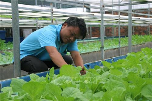 Anh Hồ Thanh Huy kiểm tra rau xà lách trồng theo mô hình aquaponics. Ảnh: Xuân Dự - TTXVN Anh Hồ Thanh Huy kiểm tra rau xà lách trồng theo mô hình aquaponics. Ảnh: Xuân Dự - TTXVN