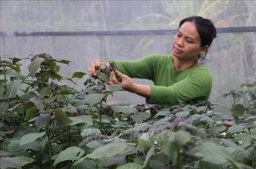 Thu hoạch tía tô trồng theo mô hình aquaponics. Ảnh: Xuân Dự - TTXVN Thu hoạch tía tô trồng theo mô hình aquaponics. Ảnh: Xuân Dự - TTXVN
