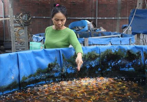 Chăm sóc cá koi cảnh tại bể nuôi mô hình aquaponics. Ảnh: Xuân Dự - TTXVN Chăm sóc cá koi cảnh tại bể nuôi mô hình aquaponics. Ảnh: Xuân Dự - TTXVN