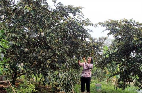 Vườn cây vú sữa của gia đình ông Nguyễn Văn Cường, thôn Cửa Sông, xã Hợp Đức (Tân Yên, Bắc Giang). Ảnh: Đồng Thúy – TTXVN Vườn cây vú sữa của gia đình ông Nguyễn Văn Cường, thôn Cửa Sông, xã Hợp Đức (Tân Yên, Bắc Giang). Ảnh: Đồng Thúy – TTXVN