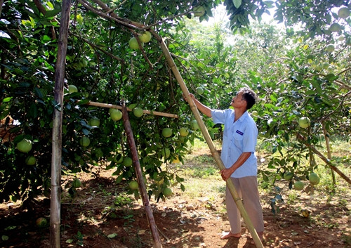 Gia đình ông Trần Thanh Hà, thôn Soi Hà, xã Xuân Vân, có 300 cây bưởi đang cho thu hoạch, dự kiến bán được khoảng 400 triệu đồng. Gia đình ông Trần Thanh Hà, thôn Soi Hà, xã Xuân Vân, có 300 cây bưởi đang cho thu hoạch, dự kiến bán được khoảng 400 triệu đồng.