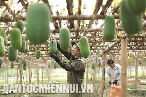 Bí xanh thơm là một trong những cây trồng chính mang lại hiệu quả kinh tế cao cho đồng bào các dân tộc huyện Ba Bể. Trong ảnh: Đồng bào ở xã Địa Linh thu hoạch bí xanh thơm. Ảnh: An Thành Đạt