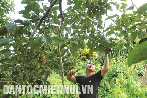 Hồng không hạt được coi là cây trồng mũi nhọn, góp phần xóa đói giảm nghèo ở huyện Ba Bể. Trong ảnh: Anh Dương Văn Hiệp ở bản Ngù, xã Cao Trĩ chăm sóc hồng không hạt. Ảnh: An Thành Đạt