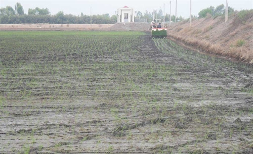 Làm tốt công tác khuyến nông, chuyển giao khoa học - kỹ thuật cho nông dân, góp phần nâng cao giá trị sản xuất nông nghiệp. Trong ảnh: Nông dân đưa máy cấy vào sản xuất lúa, giúp năng suất đạt cao hơn so với gieo sạ thông thường