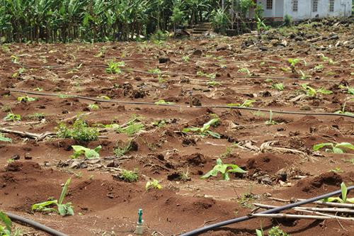 Nhiều hộ gia đình vẫn quyết định mở rộng diện tích trồng chuối và trông chờ vào sự may mắn. Ảnh: Lê Xuân-TTXVN Nhiều hộ gia đình vẫn quyết định mở rộng diện tích trồng chuối và trông chờ vào sự may mắn. Ảnh: Lê Xuân-TTXVN