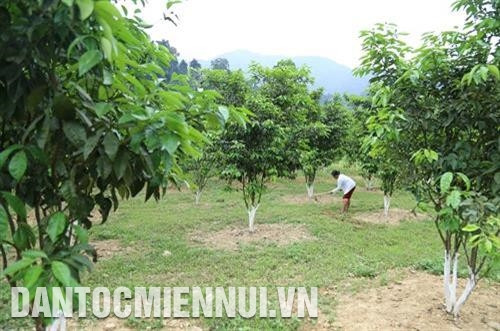 Người Đan Lai hôm nay đã quen với trồng cây lúa nước, biết tận dụng diện tích đất liền bãi để trồng cây ăn quả.