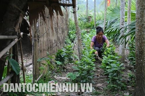 78 hộ dân với 531 nhân khẩu người Đan Lai đã được di dời đến các bản tái định cư mới. Tại nơi ở mới, đồng bào được hỗ trợ nhà ở, cấp đất sản xuất.