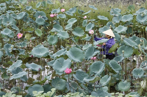 Trông sen mang lại thu nhập cao cho bà con nơi đây