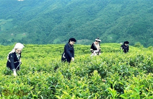 Các cô gái dân tộc hái chè giữa núi rừng Phja Đén Các cô gái dân tộc hái chè giữa núi rừng Phja Đén