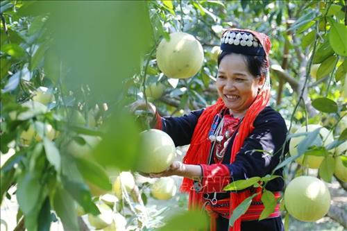 500/700 gốc bưởi của gia đình chị Thu đã cho thu hoạch. Ảnh: Nam Sương – TTXVN 500/700 gốc bưởi của gia đình chị Thu đã cho thu hoạch. Ảnh: Nam Sương – TTXVN