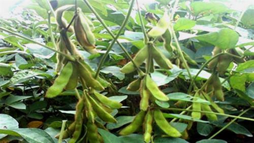 Để vụ Đông đạt hiệu quả cao, Trung tâm Phát triển cây trồng Hà Nội khuyến cáo bà con nông dân gieo trồng giống đậu tương DT84. phù hợp với đồng đất của nhiều huyện ngoại thành.Ảnh : hoinongdan.org.vn Để vụ Đông đạt hiệu quả cao, Trung tâm Phát triển cây trồng Hà Nội khuyến cáo bà con nông dân gieo trồng giống đậu tương DT84. phù hợp với đồng đất của nhiều huyện ngoại thành.Ảnh : hoinongdan.org.vn