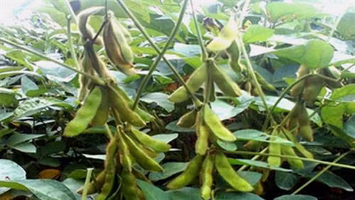 Để vụ Đông đạt hiệu quả cao, Trung tâm Phát triển cây trồng Hà Nội khuyến cáo bà con nông dân gieo trồng giống đậu tương DT84. phù hợp với đồng đất của nhiều huyện ngoại thành.Ảnh : hoinongdan.org.vn