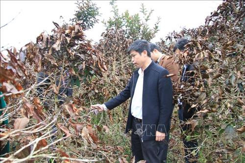 Lãnh đạo sở Nông Nghiệp kiểm tra ảnh hưởng của sương muối tại huyện Lạc Dương. Ảnh: Đặng Tuấn – TTXVN Lãnh đạo sở Nông Nghiệp kiểm tra ảnh hưởng của sương muối tại huyện Lạc Dương. Ảnh: Đặng Tuấn – TTXVN