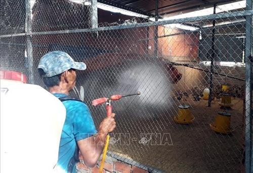 Người dân phun thuốc tiêu độc, khử trùng chuồng trại chăn nuôi gia cầm. Ảnh: Công Thử - TTXVN