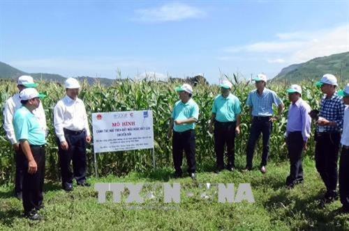 Mô hình trồng ngô trên đất lúa chuyển đổi, ứng phó với biến đổi khí hậu đã giúp đồng bào dân tộc Raglai ở huyện Thuận Bắc nâng cao thu nhập. Ảnh: Công Thử - TTXVN Mô hình trồng ngô trên đất lúa chuyển đổi, ứng phó với biến đổi khí hậu đã giúp đồng bào dân tộc Raglai ở huyện Thuận Bắc nâng cao thu nhập. Ảnh: Công Thử - TTXVN