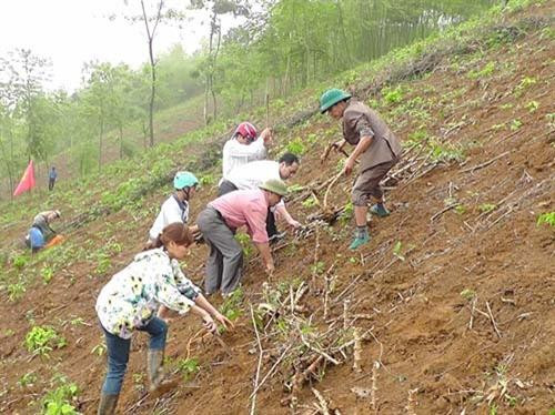 Trồng sắn trên vùng đất dốc. Ảnh: nuoitrong123.com