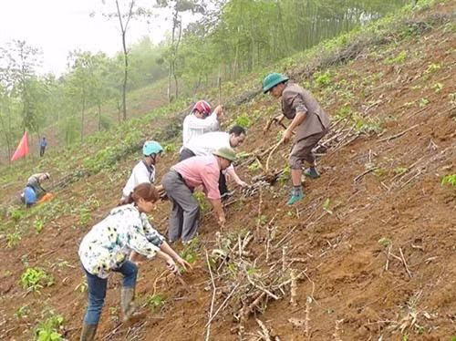 Trồng sắn trên vùng đất dốc. Ảnh: nuoitrong123.com