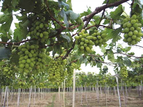 Ông Ba Mọi trồng nhiều loại nho, trong đó có loại là nho tươi ăn quả, có loại chỉ chuyên dùng để làm rượu. Ông Ba Mọi trồng nhiều loại nho, trong đó có loại là nho tươi ăn quả, có loại chỉ chuyên dùng để làm rượu.