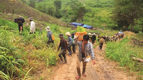 Đồng bào dân tộc ở huyện kon rẫy tham gia trồng rừng