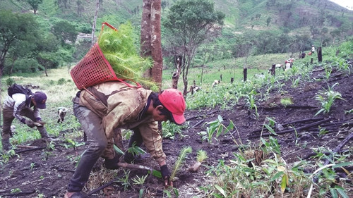 Đồng bào dân tộc ở huyện kon rẫy trồng rừng thay thế góp phần làm tăng độ che phủ của rừng