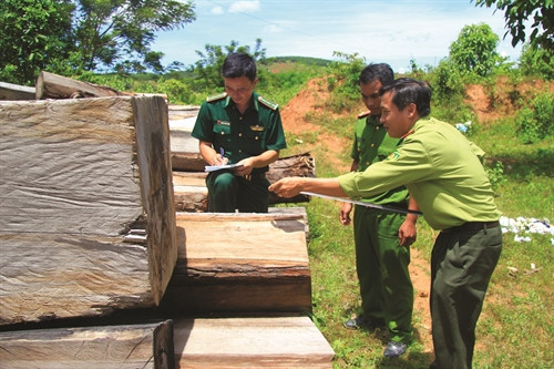 Lực lượng chức năng kiểm tra tang vật gỗ thu giữ ở huyện ia H'Drai