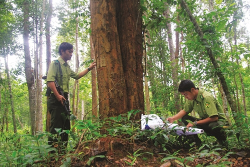 Lực lượng kiểm lâm kiểm tra rừng đặc dụng đăk uy, khu rừng gỗ trắc duy nhất của vùng Tây Nguyên