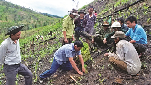 Hướng dẫn đồng bào kỹ thuật trồng rừng