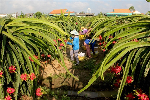 Long An phấn đấu đến năm 2020 sẽ hình thành vùng trồng thanh long tập trung ứng dụng công nghệ cao