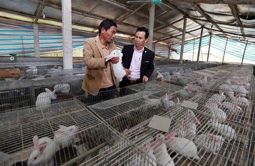 Gia đình anh Ma Xuân Dương, dân tộc Tày, ở xóm Ao Sen, xã Động Đạt, huyện Phú Lương vay vốn chương trình hộ nghèo để đầu tư nuôi thỏ, gia đình có cơ hội thoát nghèo. Ảnh: Trần Việt - TTXVN