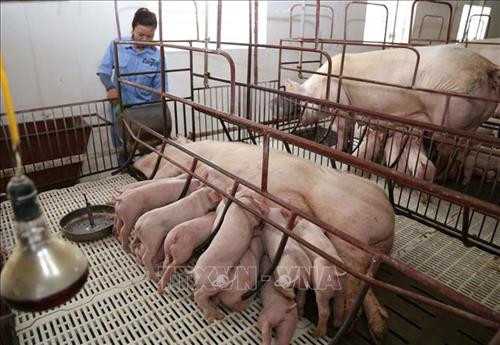 Hợp tác xã sản xuất lợn giống và chăn nuôi Minh Lộc ở xã Cẩm Minh, huyện Cẩm Xuyên, tỉnh Hà Tĩnh. Ảnh: Vũ Sinh - TTXVN Hợp tác xã sản xuất lợn giống và chăn nuôi Minh Lộc ở xã Cẩm Minh, huyện Cẩm Xuyên, tỉnh Hà Tĩnh. Ảnh: Vũ Sinh - TTXVN