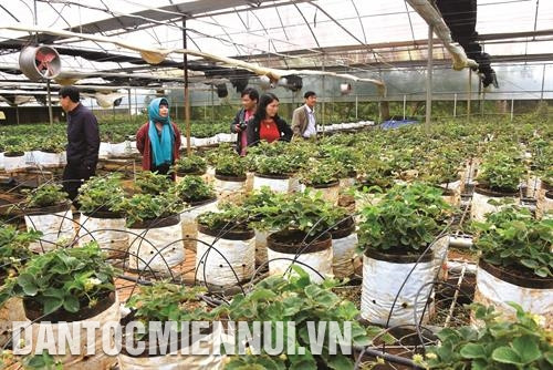 Không chỉ mang lại giá trị kinh tế cho người sản xuất, trồng dâu tây áp dụng công nghệ cao còn gắn với phát triển du lịch của vùng kinh tế động lực Khu du lịch sinh thái Măng Đen. Ảnh: Văn Phương