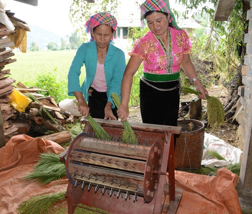 Người dân ở xã Tú Lệ huyện Văn Chấn, Yên Bái sản xuất cốm. Người dân ở xã Tú Lệ huyện Văn Chấn, Yên Bái sản xuất cốm.