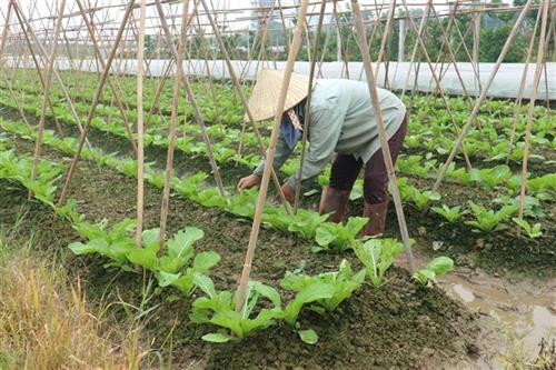 Bà Nguyễn Thị Nhàn ở thôn Trung Oai, xã Tiên Dương (Đông Anh) đang chăm sóc ruộng rau cải canh sắp đến thời kỳ thu hoạch. Ảnh Mạnh Khánh - TTXVN Bà Nguyễn Thị Nhàn ở thôn Trung Oai, xã Tiên Dương (Đông Anh) đang chăm sóc ruộng rau cải canh sắp đến thời kỳ thu hoạch. Ảnh Mạnh Khánh - TTXVN