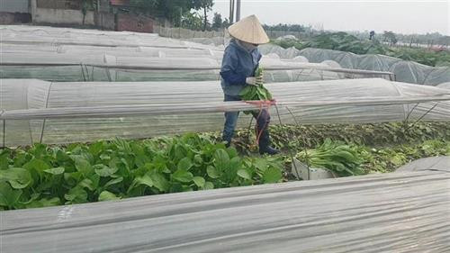 Trên những cánh đồng Hà Nội mùa dịch ảnh 2 Trên những cánh đồng Hà Nội mùa dịch ảnh 2