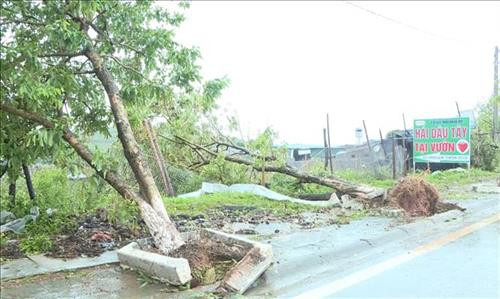 Mưa đá kèm theo gió lốc ở huyện Mộc Châu, tỉnh Sơn La, làm nhiều cây xanh bị bật gốc. Ảnh: TTXVN phát Mưa đá kèm theo gió lốc ở huyện Mộc Châu, tỉnh Sơn La, làm nhiều cây xanh bị bật gốc. Ảnh: TTXVN phát