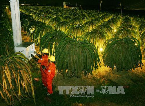 Để thực hiện việc tiết kiệm điện, bên cạnh việc vận động các hộ trồng thanh long chuyển sang chiếu sáng bằng đèn Compact, Công ty Điện lực còn kiểm soát chặt chẽ thời gian chiếu sáng vào giờ thấp điểm ban đêm (từ 22 giờ). Ảnh: Ngọc Hà - TTXVN Để thực hiện việc tiết kiệm điện, bên cạnh việc vận động các hộ trồng thanh long chuyển sang chiếu sáng bằng đèn Compact, Công ty Điện lực còn kiểm soát chặt chẽ thời gian chiếu sáng vào giờ thấp điểm ban đêm (từ 22 giờ). Ảnh: Ngọc Hà - TTXVN