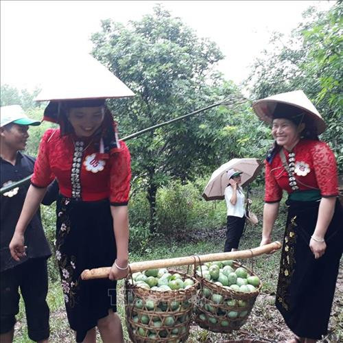 Phần thi hái xoài huyện Yên Châu, tỉnh Sơn La. Ảnh: Nguyễn Cường - TTXVN Phần thi hái xoài huyện Yên Châu, tỉnh Sơn La. Ảnh: Nguyễn Cường - TTXVN