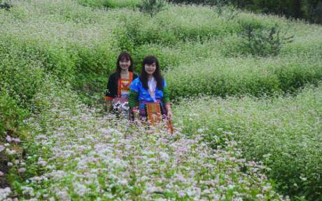 Các thiếu nữ Mông với trang phục dân tộc sặc sỡ giữa vườn hoa tam giác mạch. Ảnh: Xuân Tư/TTXVN Các thiếu nữ Mông với trang phục dân tộc sặc sỡ giữa vườn hoa tam giác mạch. Ảnh: Xuân Tư/TTXVN