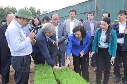 Phó Bí thư Thường trực Thành ủy Hà Nội Ngô Thị Thanh Hằng đã xuống đồng thăm mô hình sản xuất lúa vụ Xuân 2019 bằng mạ khay, máy cấy của Hợp tác xã Nông nghiệp Phú Thắng thuộc xã Đại Thắng. Phó Bí thư Thường trực Thành ủy Hà Nội Ngô Thị Thanh Hằng thăm mô hình sản xuất lúa vụ Xuân 2019 bằng mạ khay. Phó Bí thư Thường trực Thành ủy Hà Nội Ngô Thị Thanh Hằng thăm mô hình sản xuất lúa vụ Xuân 2019 bằng mạ khay.