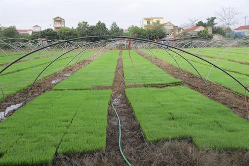 Trên cánh đồng thôn Tạ Xá, Phó Bí thư Thường trực Thành ủy Hà Nội Ngô Thị Thanh Hằng đã tận tình thăm hỏi, động viên nông dân tích cực sản xuất. Người dân xã Đại Thắng khẩn trương làm đất gieo cấy vụ Xuân. Trên cơ sở thành công của dồn ghép ruộng đất, huyện đã chuyển đổi được 2.830 ha lúa và rau màu sang các mô hình vườn - ao - chuồng, thủy sản, lúa chất lượng cao, cây ăn quả, chăn nuôi xa khu dân cư đạt hiệu quả cao.