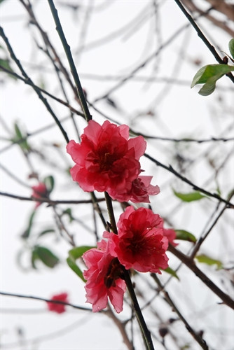 Làng đào Nhật Tân nhộn nhịp trước Tết ảnh 7