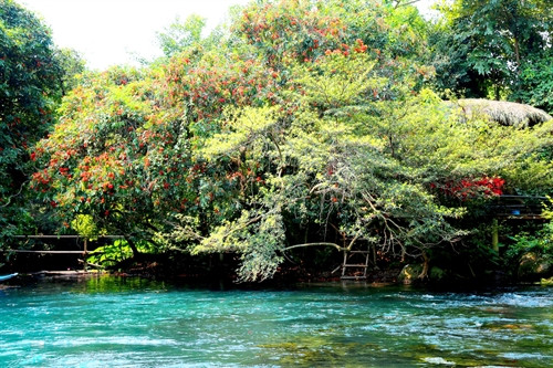 Những chùm hoa vàng anh khoe sắc bên dòng suối nước xanh màu ngọc bích.