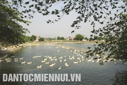 Thực hiện chủ trương tái cơ cấu ngành nông nghiệp, từ năm 2006 đến nay, Trung Tú đã chuyển đổi được trên 300 ha đất nông nghiệp hiệu quả kinh tế thấp sang xây dựng các trang trại nuôi cá, gà, vịt...