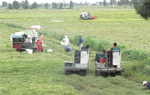 Nông dân thu hoạch lúa Đông Xuân