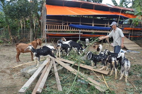 Mô hình nuôi dê nhốt của gia đình ông Nguyễn Trung, thôn Nam Yên, xã Hòa Bắc đem lại hiệu quả kinh tế cao.
