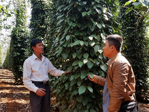 Canh tác tiêu theo hướng sinh học giúp nông dân hạn chế nguy cơ cây chết do dịch bệnh, hạn hán. Canh tác tiêu theo hướng sinh học giúp nông dân hạn chế nguy cơ cây chết do dịch bệnh, hạn hán.