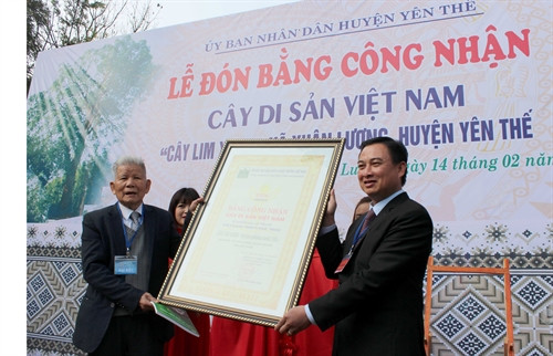 Trao Bằng công nhận cây Lim xanh nghìn năm tuổi là Cây di sản Việt Nam. Ảnh: Đồng Thúy-TTXVN Trao Bằng công nhận cây Lim xanh nghìn năm tuổi là Cây di sản Việt Nam. Ảnh: Đồng Thúy-TTXVN